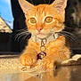 cat, kitten, orange_cat, ginger_cat, pet, collar, bell, whiskers, paws, indoor, sunlight, reflection, portrait, close_up, curious, amber_eyes, sitting, rug, earphones, shallow_depth_of_field