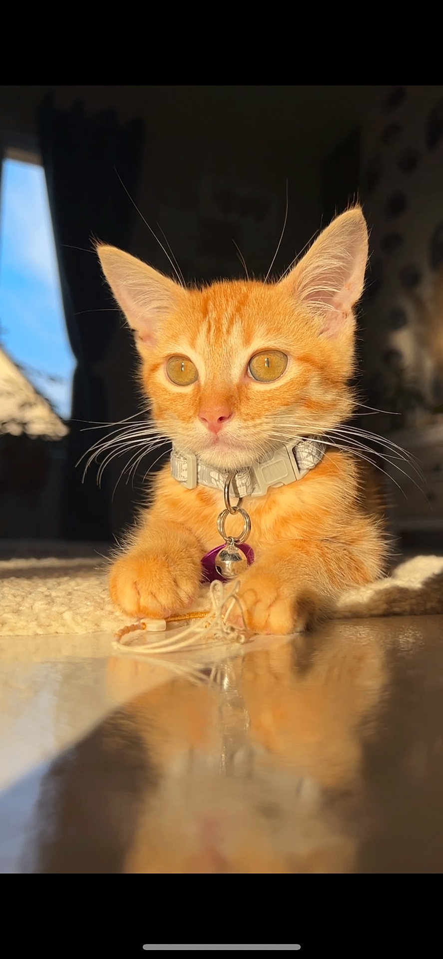 Pumba participe au concours pour gagner de l'argent avec cette photo : cat, kitten, orange_cat, ginger_cat, pet, collar, bell, whiskers, paws, indoor, sunlight, reflection, portrait, close_up, curious, amber_eyes, sitting, rug, earphones, shallow_depth_of_field