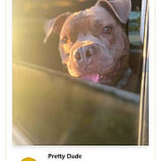 Pretty Dude is registered to the contest to win money with this photo: dog, car, window, tongue_out, sunlight, portrait, pet, voting, contest, webpage, animal, brown_dog, close_up, outdoor, daylight, friendly, canine, face, collar, happy