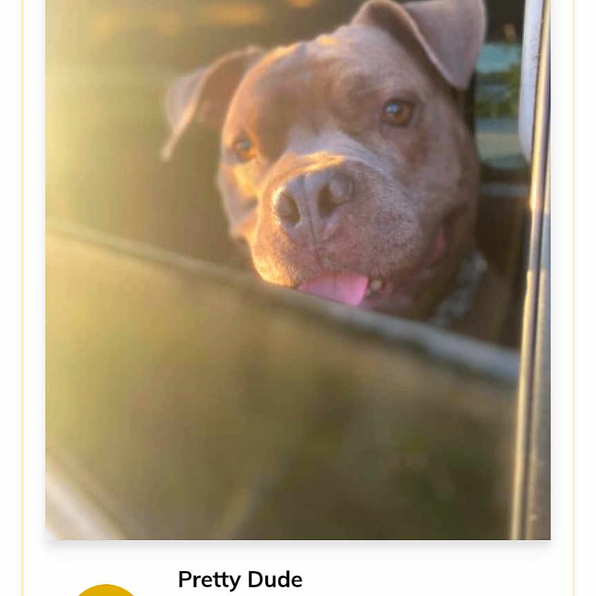 Pretty Dude