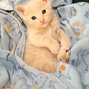 Little Man joined the competition — help win amazing prizes! kitten, cat, orange_cat, feline, animal, pet, cute, fluffy, sitting, lying_down, portrait, looking_at_camera, indoors, blanket, cozy, blue_fabric, soft, whiskers, ears, bed