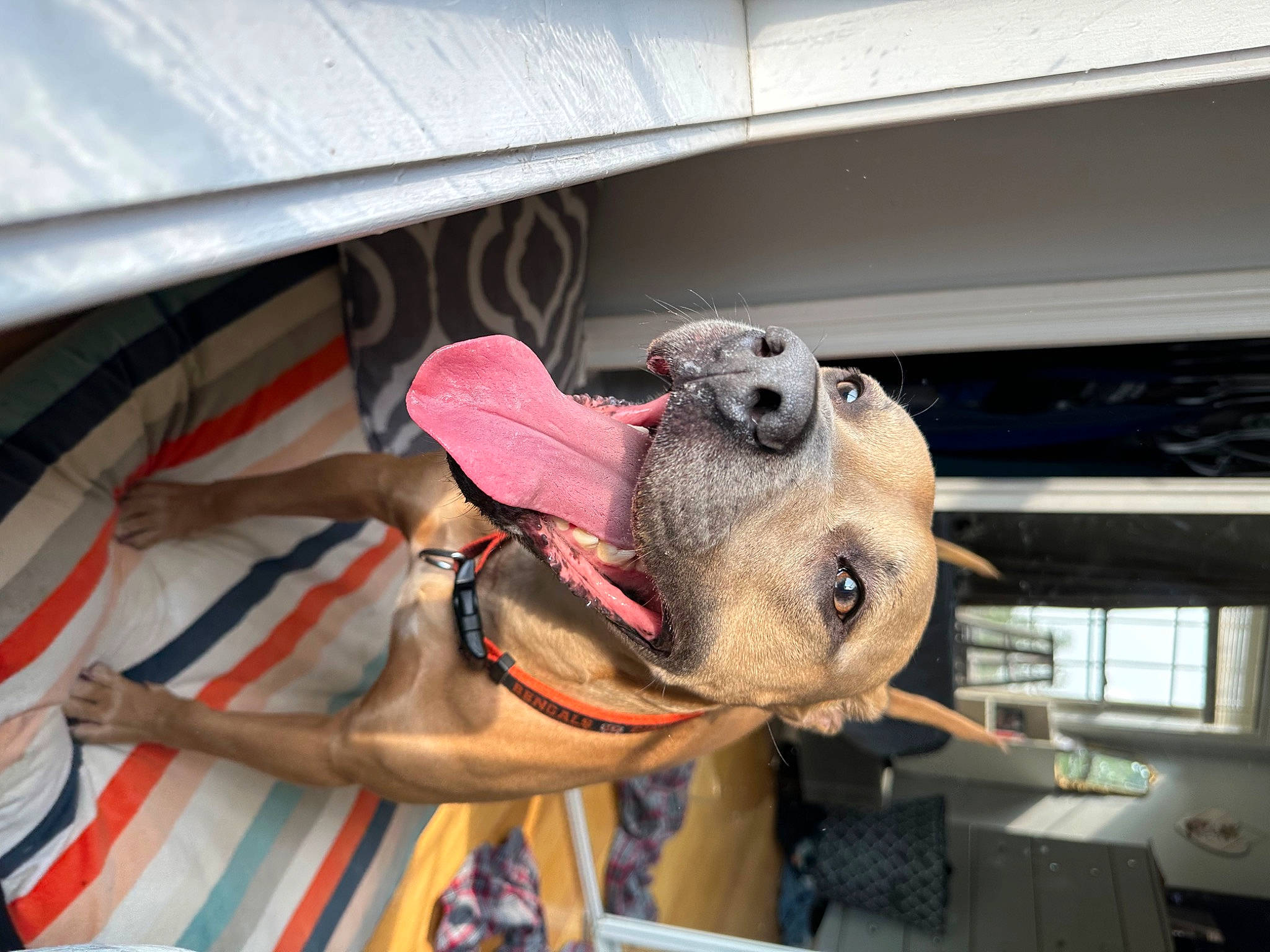 Bear joined the competition — help win amazing prizes! canidae, dog_breed, electrical_wiring, fawn, fun, hat, personal_protective_equipment, room, snout, sporting_group, vehicle_door, window, working_animal, wrinkle