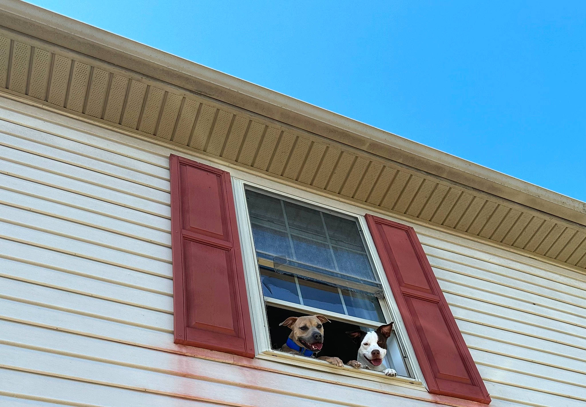 Bear is registered to the contest to win money with this photo: brick, brickwork, building, commercial_building, composite_material, electric_blue, facade, fixture, house, material_property, property, rectangle, roof, sash_window, shade, siding, sky, tints_and_shades, window, wood