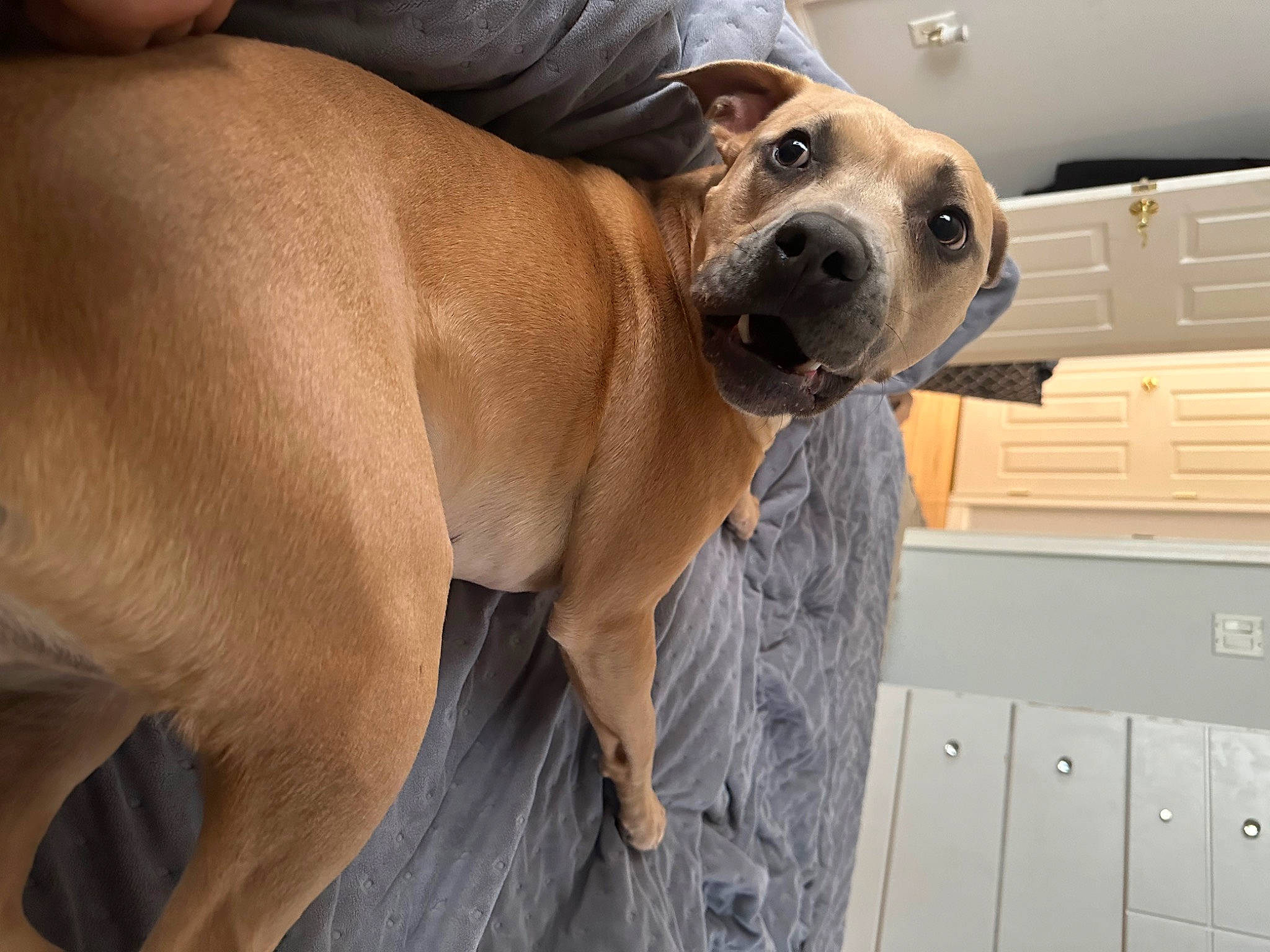 Bear is registered to the contest to win money with this photo: cabinetry, carnivore, chest_of_drawers, collar, comfort, companion_dog, dog, dog_breed, dog_collar, drawer, dresser, fawn, fur, guard_dog, hardwood, pet_supply, whiskers, wood, working_animal, working_dog