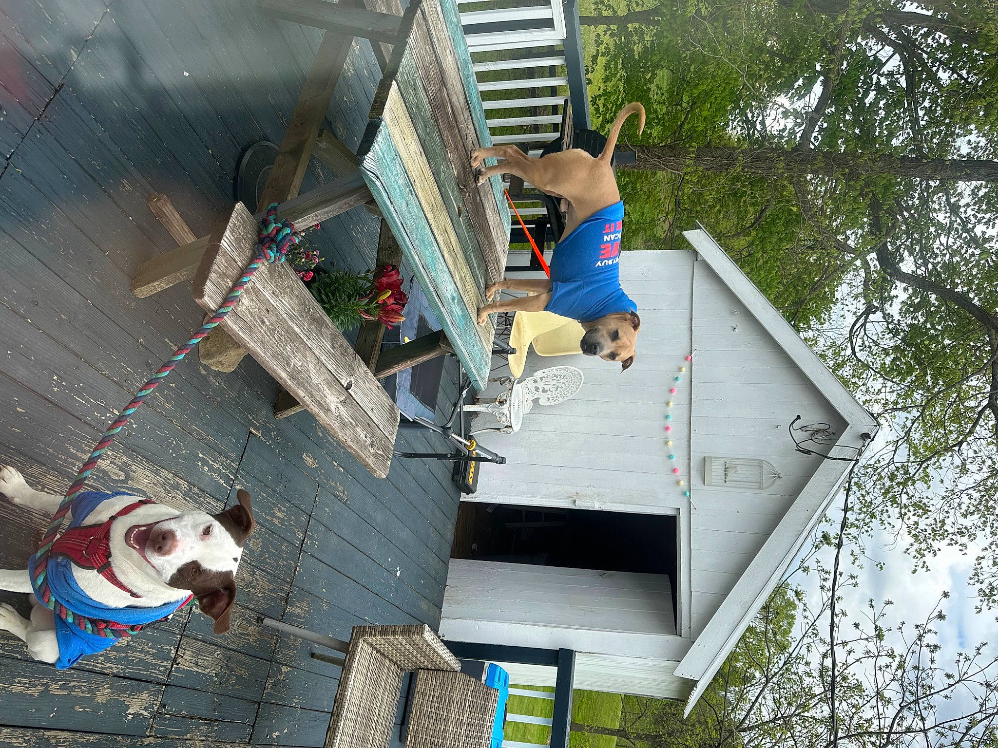 Bruno is registered to the contest to win money with this photo: blue, building, carnivore, companion_dog, dog, dog_breed, facade, fun, house, leisure, pole, siding, sky, tree, white, window, working_animal