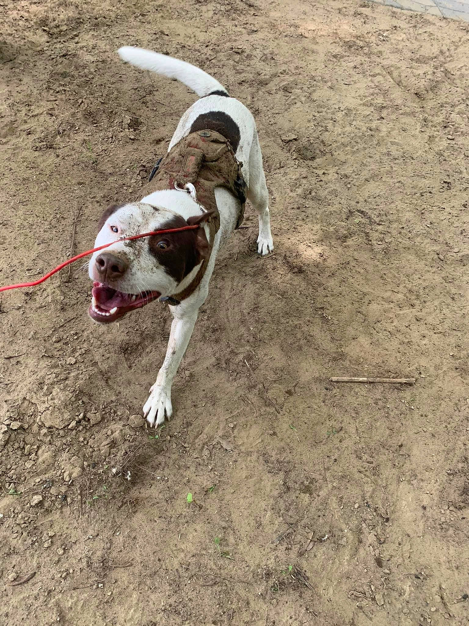 Bruno joined the competition — help win amazing prizes! canidae, carnivore, collar, companion_dog, dog, dog_breed, dog_collar, dog_supply, fawn, grass, leash, non_sporting_group, paw, pet_supply, snout, soil, sporting_group, tail, working_animal, working_dog