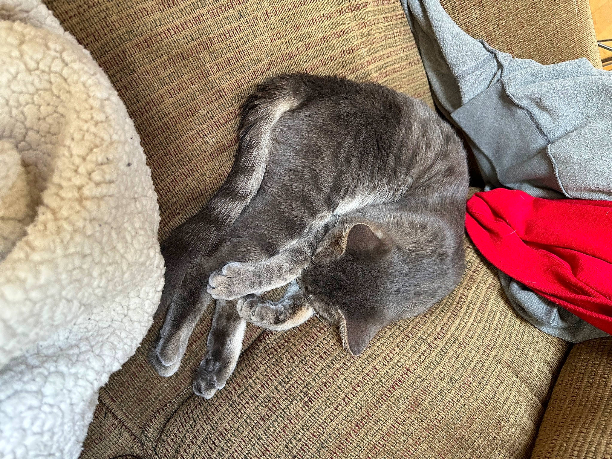 Boone is registered to the contest to win money with this photo: bag, carmine, carnivore, cat, claw, comfort, dog_breed, domestic_short_haired_cat, fawn, felidae, fur, grey, linens, liver, small_to_medium_sized_cats, snout, sporting_group, tail, terrestrial_animal, whiskers