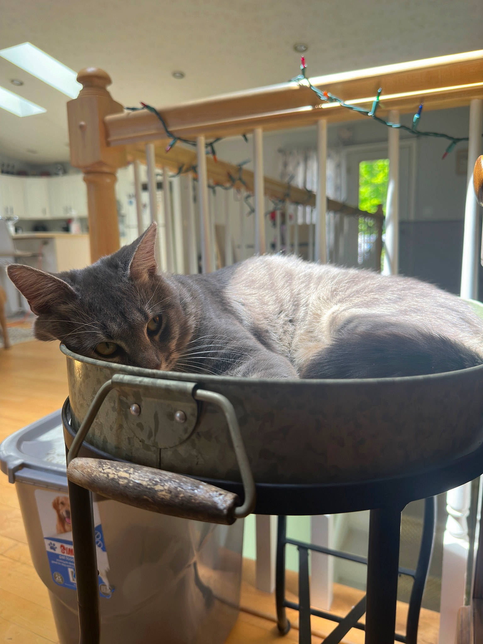 Boone joined the competition — help win amazing prizes! building, carnivore, cat, chair, comfort, domestic_short_haired_cat, felidae, flooring, fur, hardwood, house, room, small_to_medium_sized_cats, table, tail, whiskers, window, wood