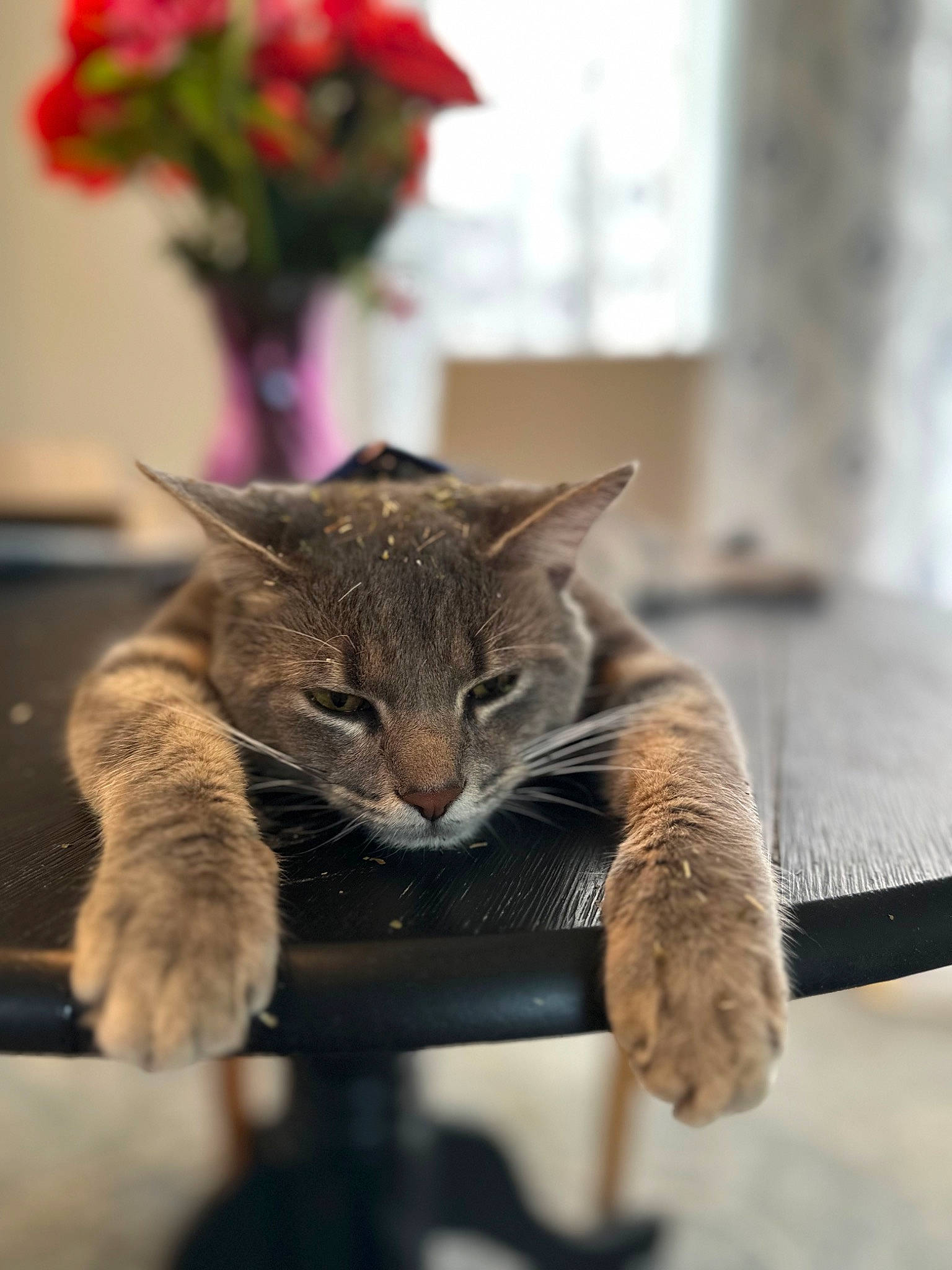 Boone is registered to the contest to win money with this photo: carnivore, cat, claw, domestic_short_haired_cat, fawn, felidae, flower, flowerpot, fur, gesture, houseplant, plant, small_to_medium_sized_cats, snout, tail, terrestrial_animal, whiskers, wildlife, wood