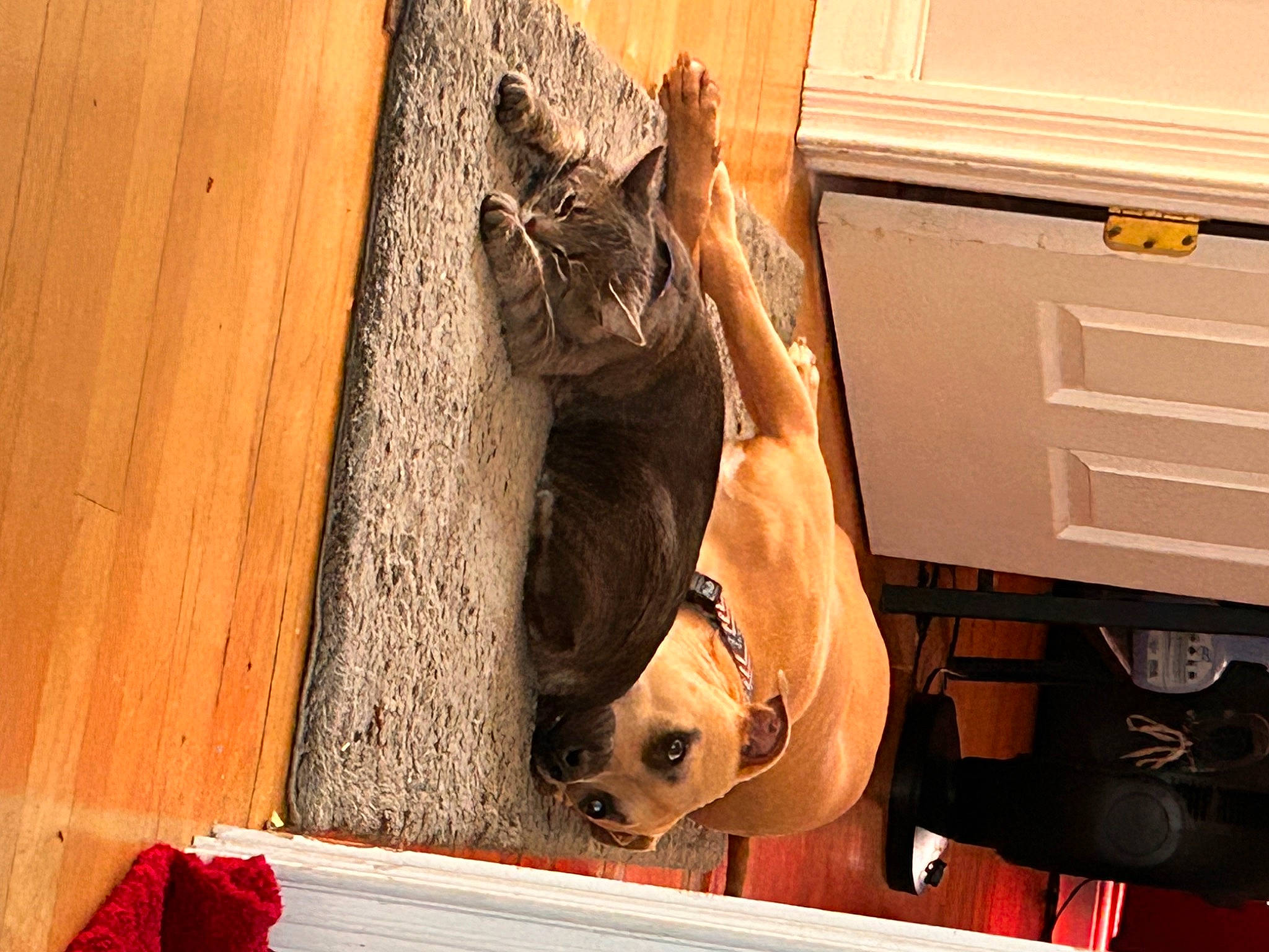 Boone joined the competition — help win amazing prizes! bag, cabinetry, carnivore, cat, drawer, eyewear, fawn, felidae, fur, glasses, hardwood, human_leg, small_to_medium_sized_cats, snout, tail, whiskers, window, wood, wood_stain, working_animal