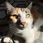Phoebe joined the competition — help win amazing prizes! animal, cat, close_up, curious, domestic_cat, ears, focus, fur, green_eyes, indoor, nose, patterned_rug, paw, pet, portrait, relaxing, shadow, sunlight, texture, whiskers