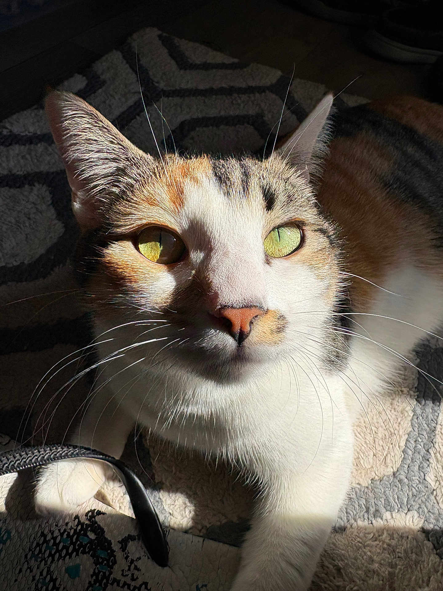 Phoebe