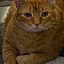 Rusty joined the competition — help win amazing prizes! cat, orange_tabby, pet, feline, indoor, couch, paw, whiskers, fur, relaxed, close_up, animal, domestic_cat, table, paper, strap, face, ears, eyes, sitting