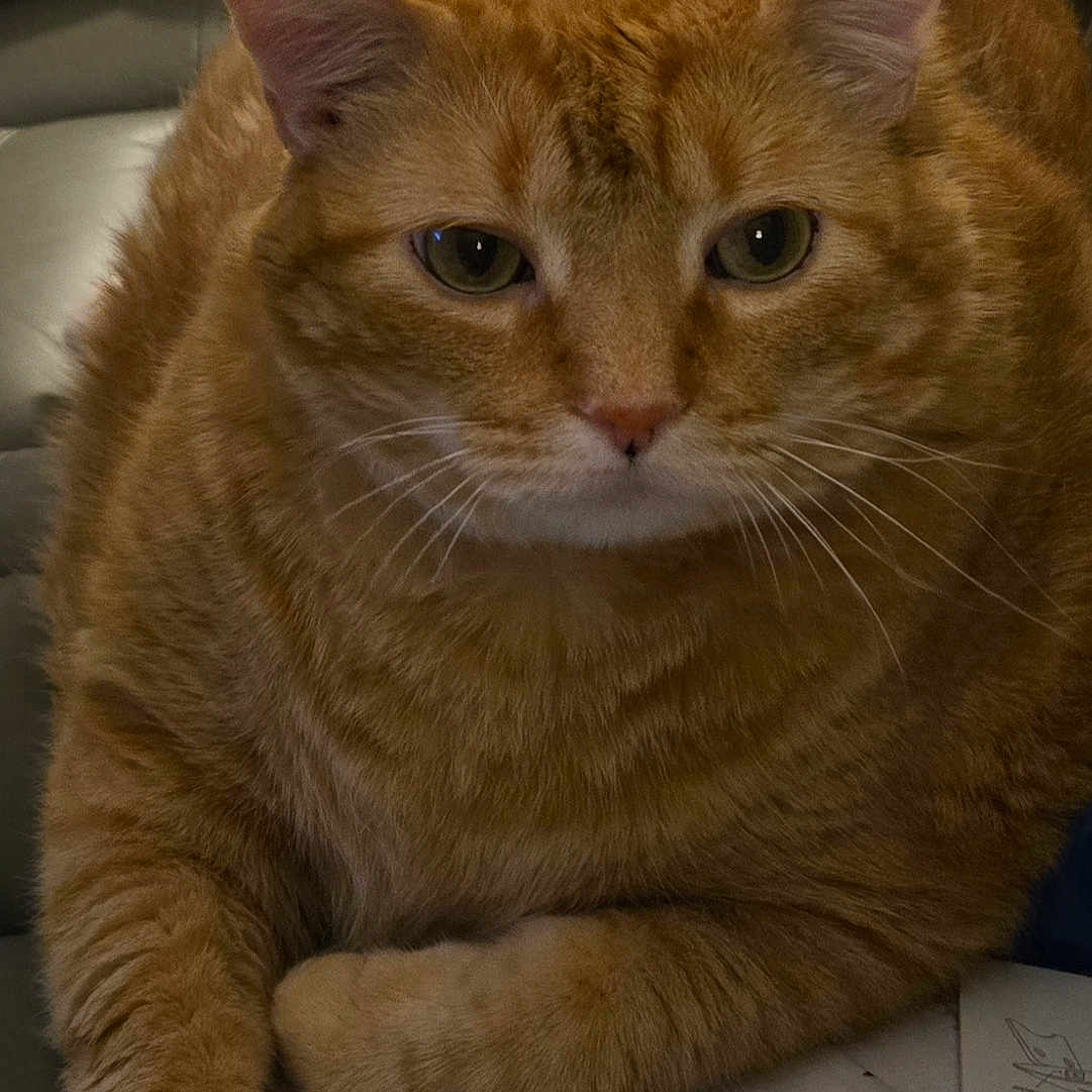 Rusty joined the competition — help win amazing prizes! animal, cat, close_up, couch, domestic_cat, ears, eyes, face, feline, fur, indoor, orange_tabby, paper, paw, pet, relaxed, sitting, strap, table, whiskers