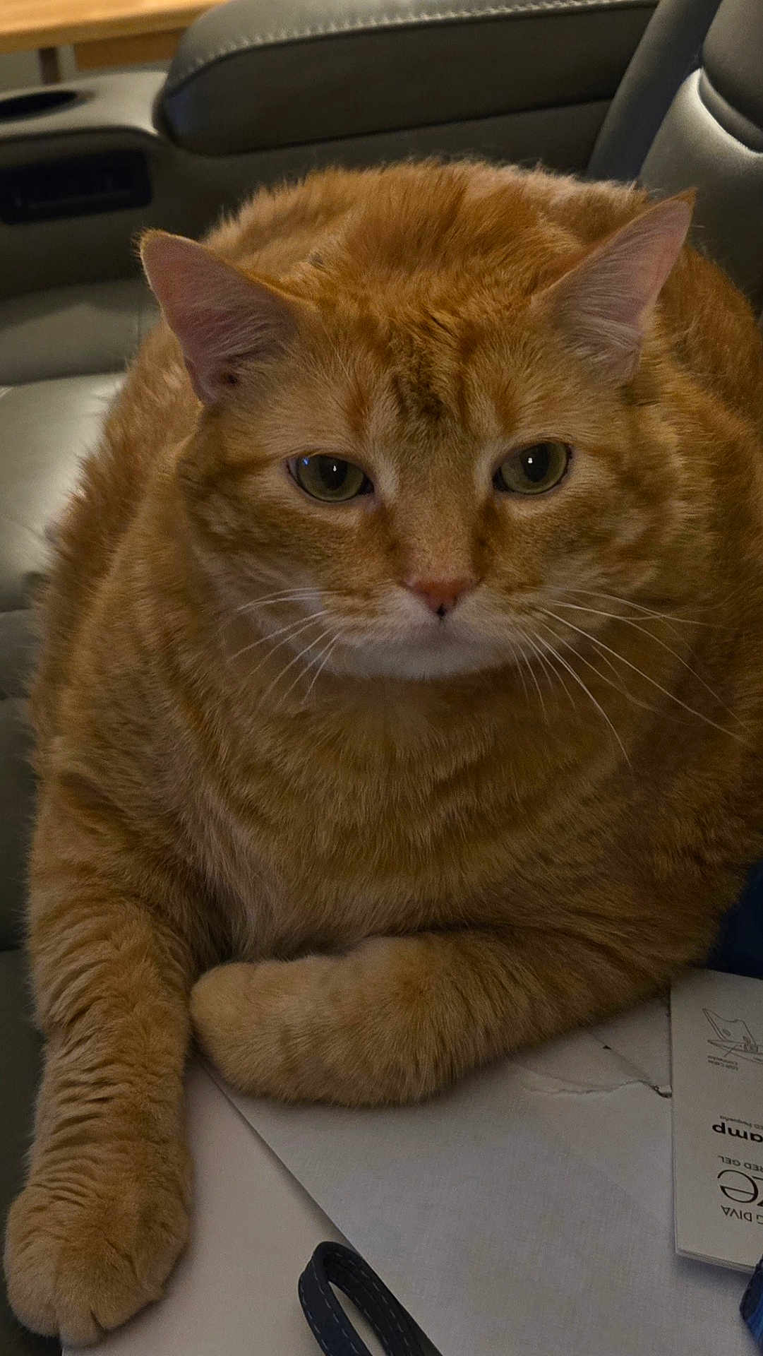 Rusty joined the competition — help win amazing prizes! cat, orange_tabby, pet, feline, indoor, couch, paw, whiskers, fur, relaxed, close_up, animal, domestic_cat, table, paper, strap, face, ears, eyes, sitting