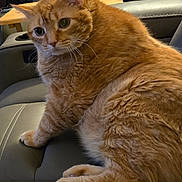 Rusty is registered to the contest to win money with this photo: cat, orange_tabby, indoor, furniture, couch, leather, pet, animal, fur, whiskers, paw, relaxing, person, clothing, pattern, arm, table, home, curious, seated