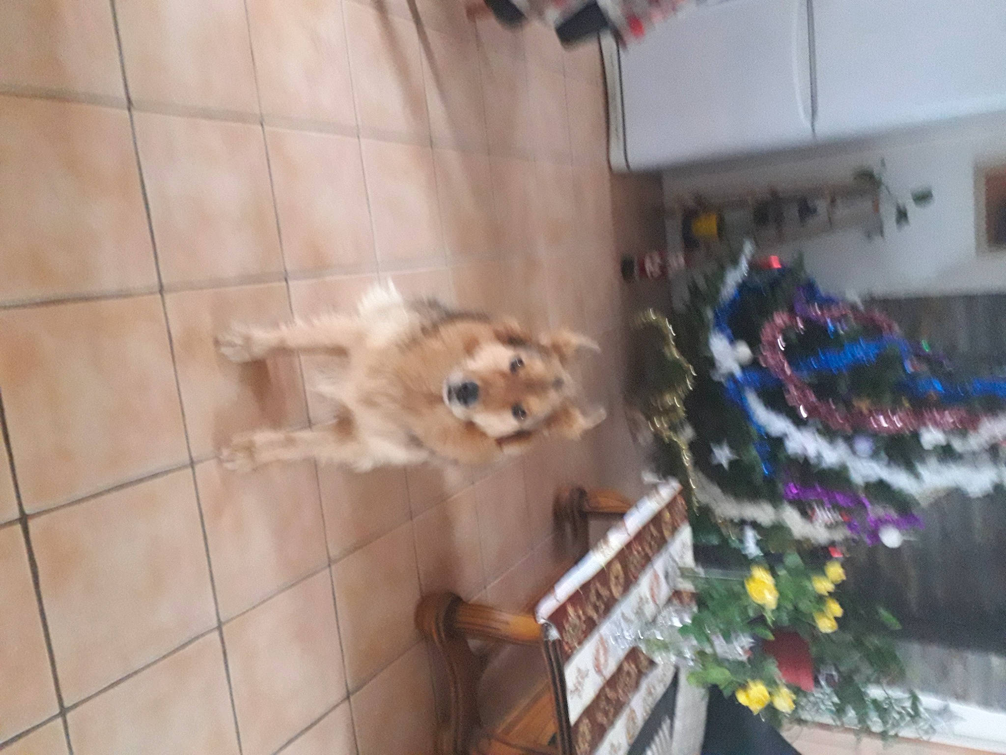 Jorky a rejoint le concours — aidez-le/la à gagner de superbes lots ! canidae, carnivore, companion_dog, dog, dog_breed, event, fawn, flooring, fur, german_spitz, hardwood, pet_supply, plant, pomeranian, snout, spitz, sporting_group, tail, whiskers, wood