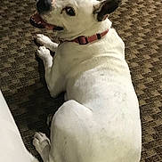 Bj is registered to the contest to win money with this photo: dog, white_dog, black_markings, collar, indoor, carpet, patterned_carpet, pet, canine, lying_down, playful, smiling, tongue_out, looking_back, floor, animal, domestic_dog, fur, ears, tail
