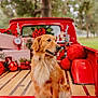Miley is registered to the contest to win money with this photo: dog, golden_retriever, truck, red_truck, holiday_decorations, gifts, christmas, outdoor, trees, grass, festive, animal, pet, canine, wooden_truck_bed, red, nature, park, sitting, portrait