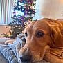 golden_retriever, dog, blanket, indoor, christmas_tree, holiday, decorations, lights, cozy, pet, closeup, resting, soft_texture, warm_light, couch, fur, nostalgic, relaxation, home, background_blur
