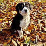 puppy, dog, animal, autumn, leaves, outdoor, nature, cute, fur, young, pet, fall, brown, white, black, grass, season, portrait, sitting, daylight