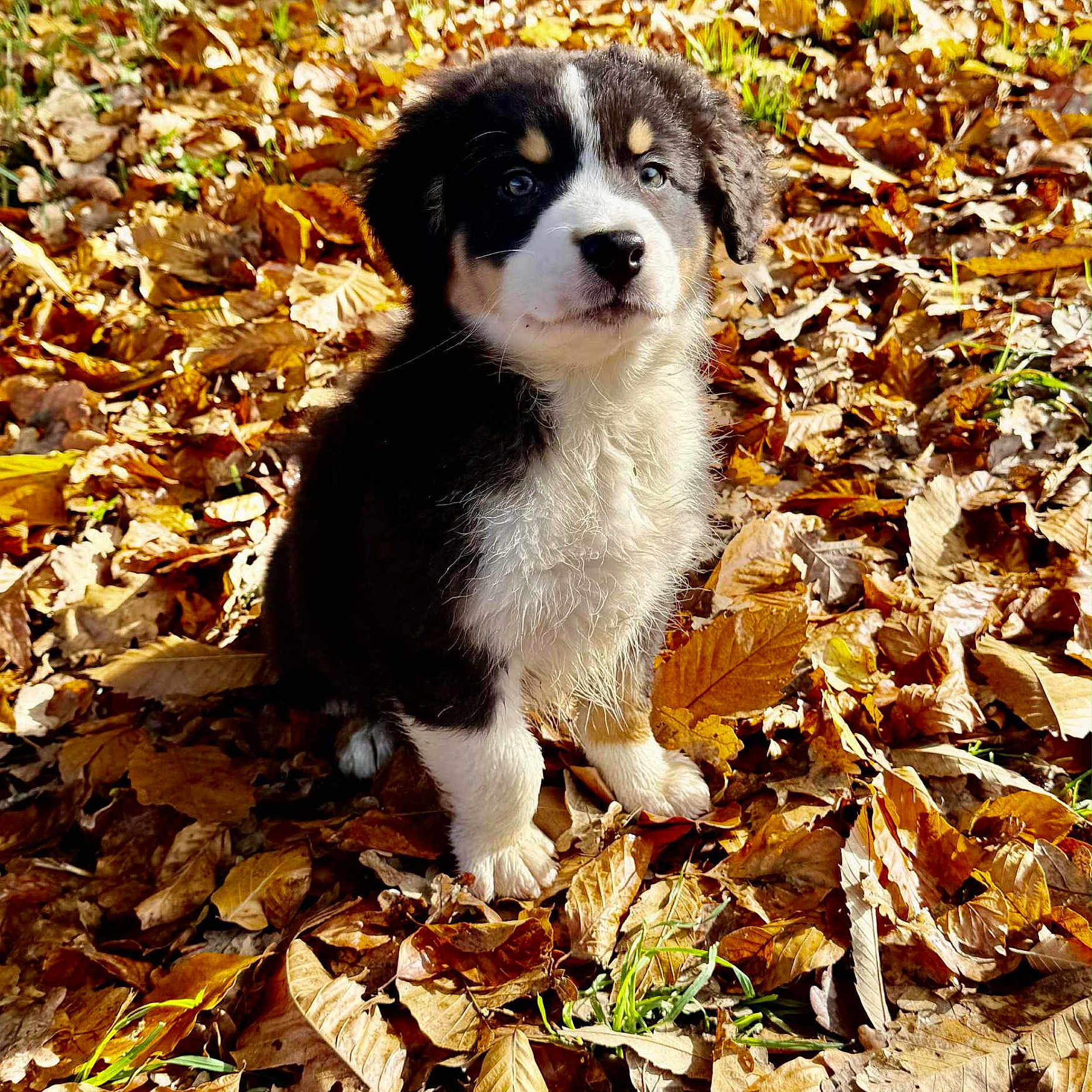 Ashlan a rejoint le concours — aidez-le/la à gagner de superbes lots ! animal, autumn, black, brown, cute, daylight, dog, fall, fur, grass, leaves, nature, outdoor, pet, portrait, puppy, season, sitting, white, young
