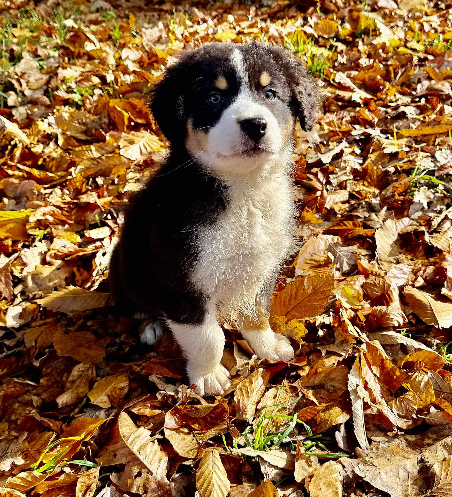 Ashlan a rejoint le concours — aidez-le/la à gagner de superbes lots ! puppy, dog, animal, autumn, leaves, outdoor, nature, cute, fur, young, pet, fall, brown, white, black, grass, season, portrait, sitting, daylight