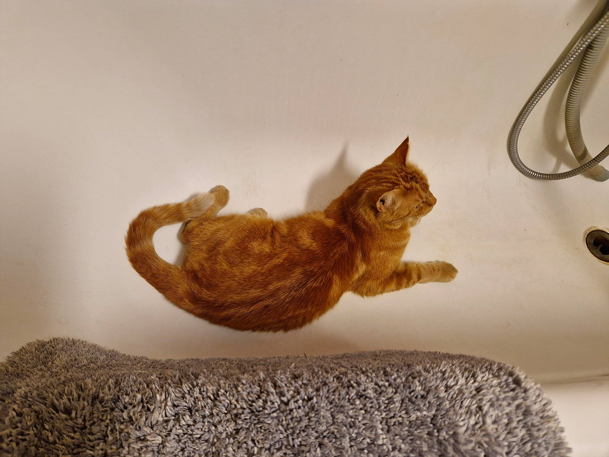 Garfield a rejoint le concours — aidez-le/la à gagner de superbes lots ! carnivore, cat, cat_furniture, cat_supply, claw, comfort, domestic_short_haired_cat, fawn, felidae, fur, hardwood, paw, pet_supply, small_to_medium_sized_cats, snout, tail, terrestrial_animal, whiskers, window, wood