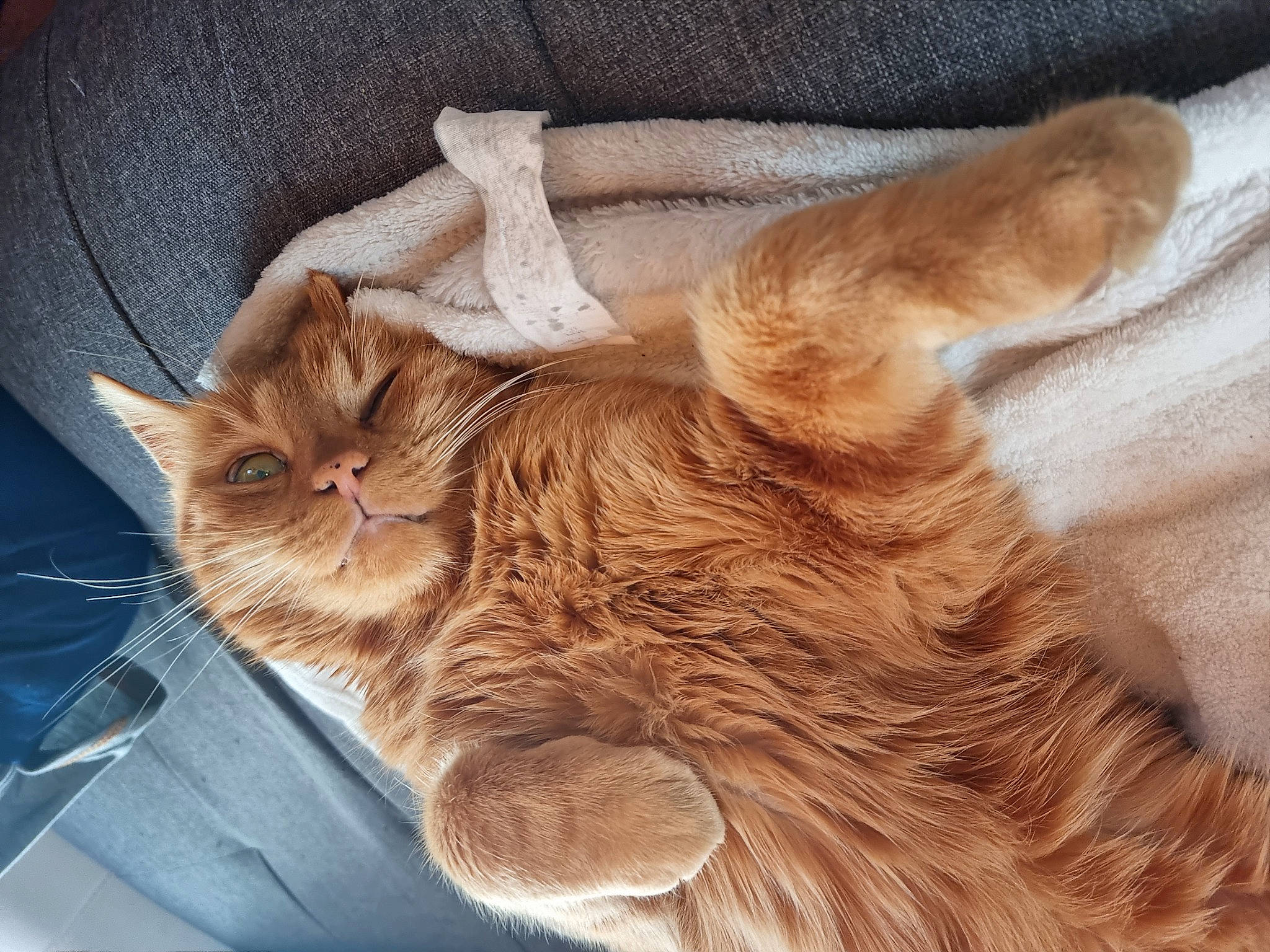 Garfield a rejoint le concours — aidez-le/la à gagner de superbes lots ! carnivore, cat, claw, comfort, domestic_short_haired_cat, ear, eye, fawn, felidae, fur, gesture, hardwood, human_leg, nap, paw, small_to_medium_sized_cats, snout, tail, whiskers, wood