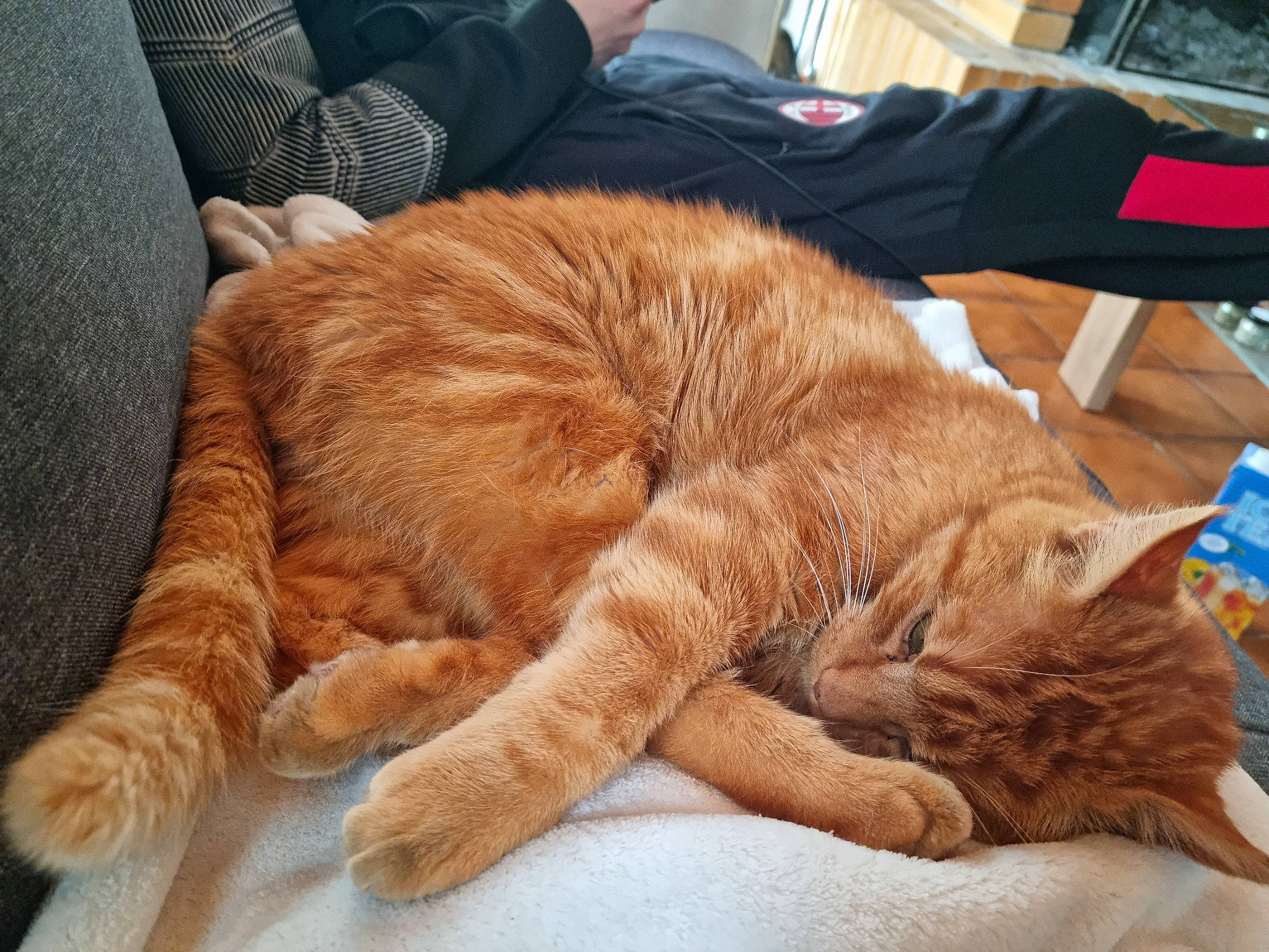 Garfield a rejoint le concours — aidez-le/la à gagner de superbes lots ! carnivore, cat, claw, comfort, domestic_short_haired_cat, fawn, felidae, fur, human_leg, linens, nap, paw, sleep, small_to_medium_sized_cats, snout, tail, terrestrial_animal, whiskers