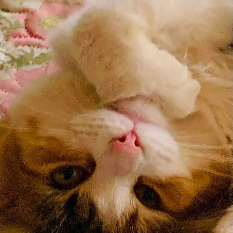 Callie joined the competition — help win amazing prizes! animal, bed, blanket, cat, close_up, cute, domestic, feline, fluffy, fur, indoor, mammal, paw, pet, pink_nose, relaxed, resting, soft, upside_down, whiskers