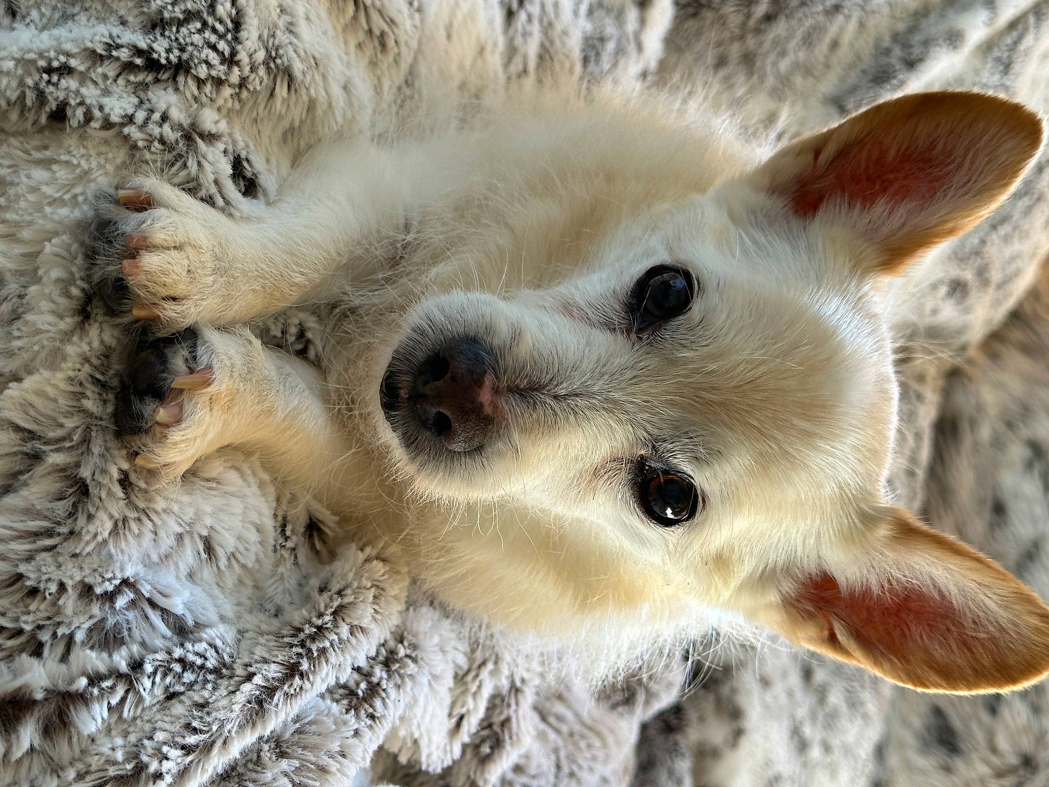 Reiner-jaime joined the competition — help win amazing prizes! canidae, carnivore, companion_dog, dog, dog_breed, fawn, fur, non_sporting_group, paw, plant, sporting_group, terrestrial_animal, whiskers, wildlife, working_animal