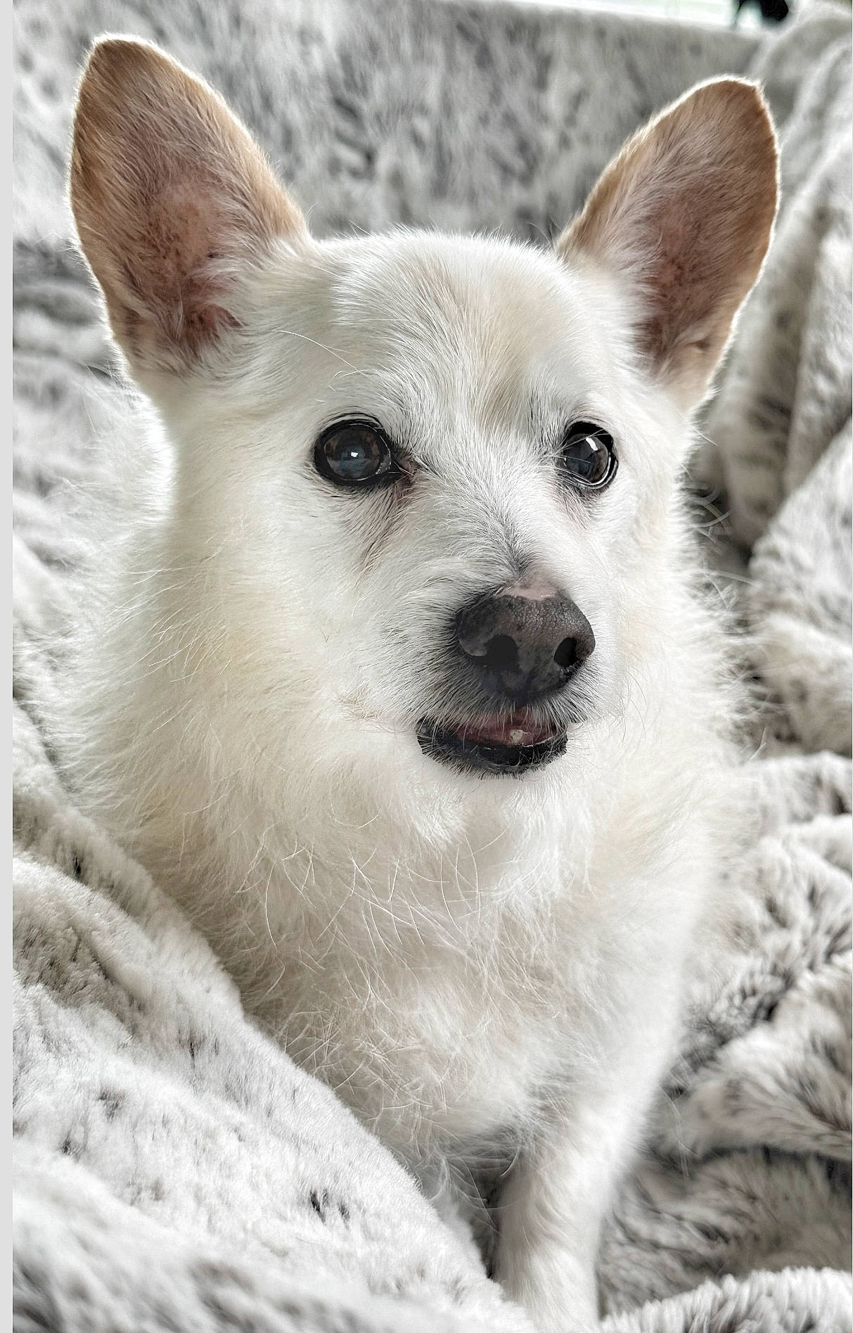 Reiner-jaime is registered to the contest to win money with this photo: ancient_dog_breeds, canidae, carnivore, companion_dog, dog, dog_breed, fawn, fur, jaw, snout, sporting_group, terrestrial_animal, whiskers, working_animal