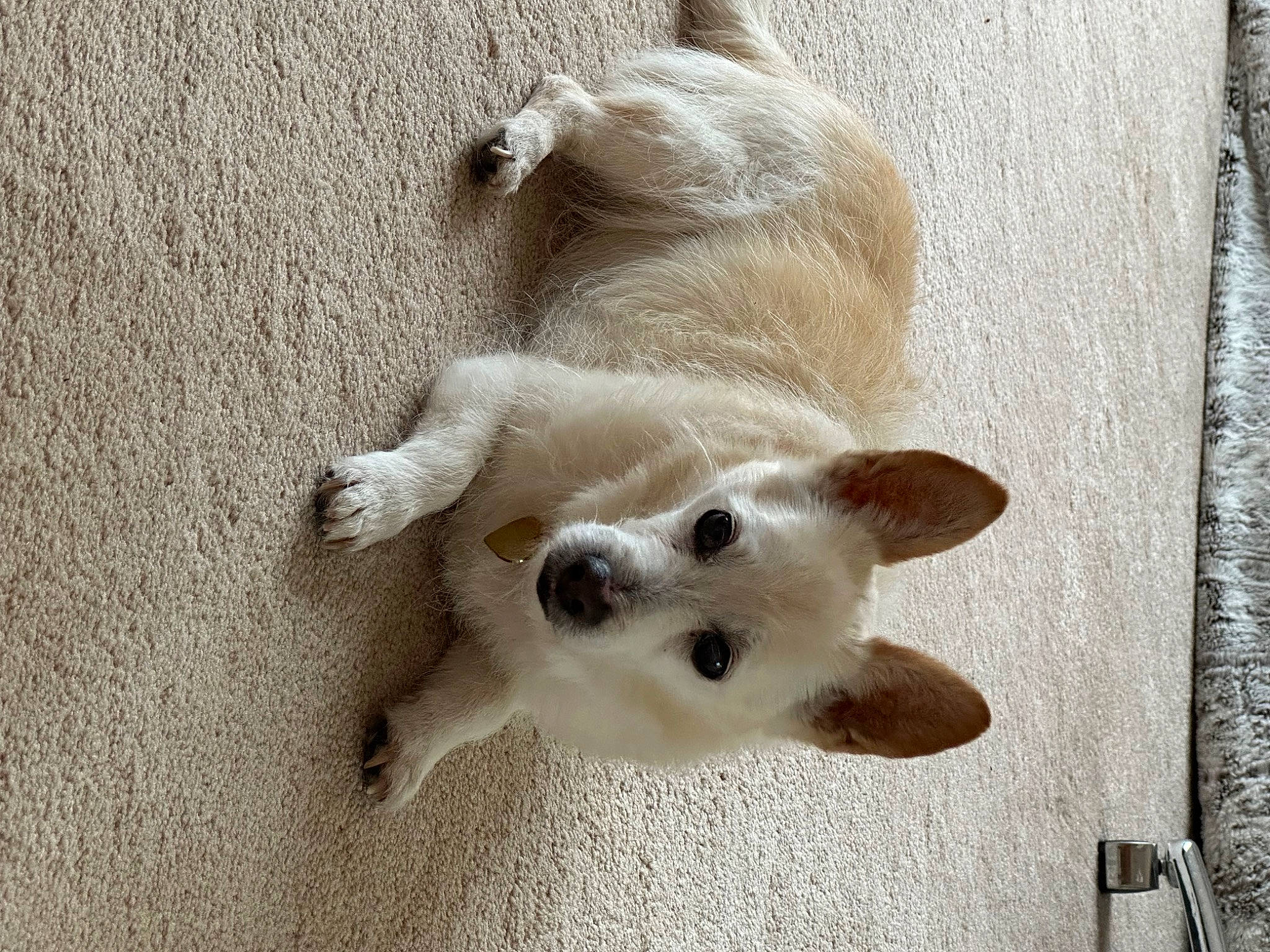 Reiner-jaime is registered to the contest to win money with this photo: balinese, canidae, carnivore, cat, companion_dog, dog_breed, domestic_short_haired_cat, fawn, felidae, foot, fur, paw, siamese, small_to_medium_sized_cats, snout, sporting_group, tail, terrestrial_animal, thai, whiskers