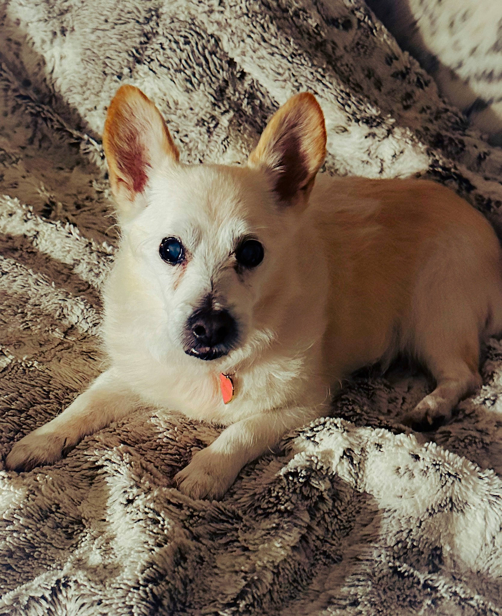 R J is registered to the contest to win money with this photo: canidae, carnivore, companion_dog, dog, dog_breed, fawn, fur, happy, non_sporting_group, snout, sporting_group, terrestrial_animal, whiskers, wildlife, working_animal