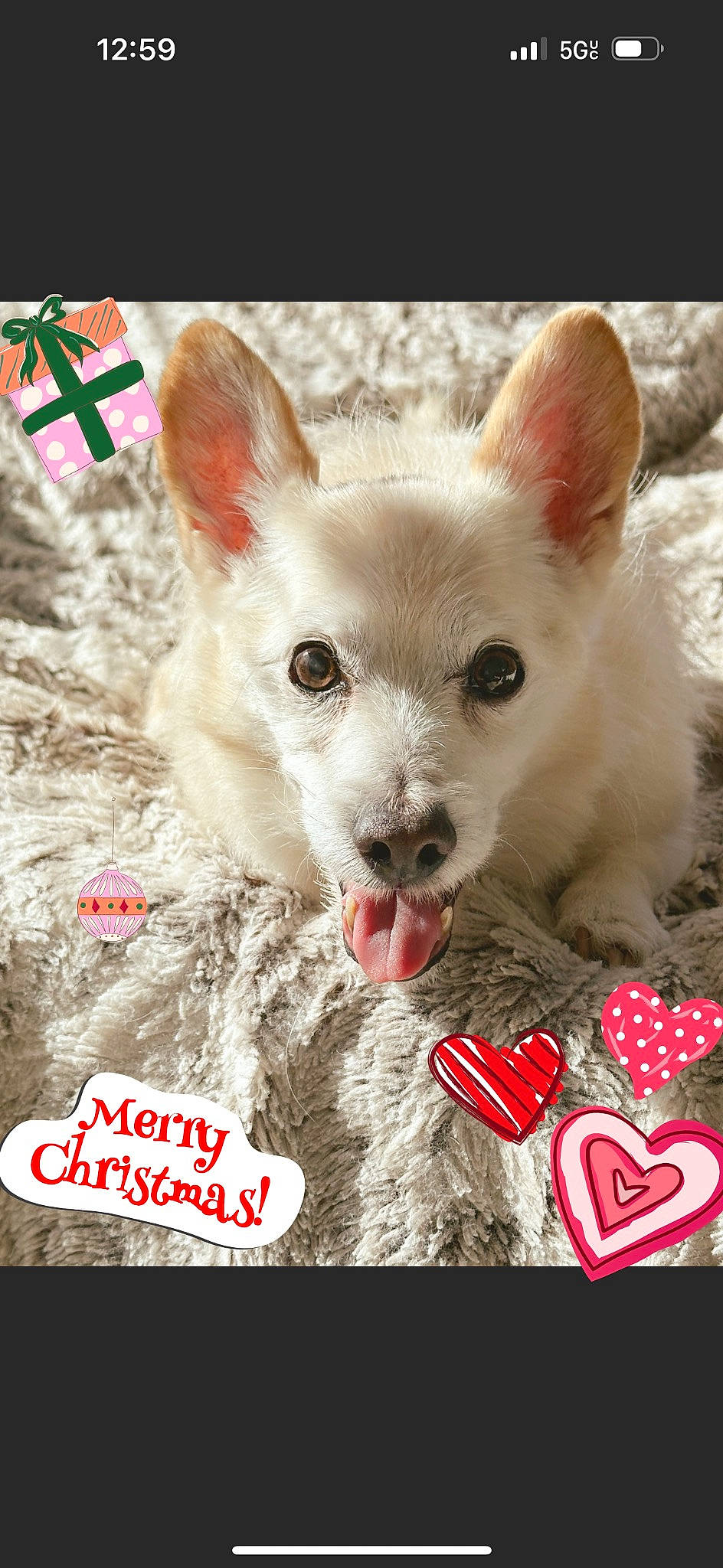 R J joined the competition — help win amazing prizes! adaptation, canidae, carnivore, companion_dog, dog, dog_breed, dog_supply, event, eyelash, fawn, font, fur, logo, mammal, paw, photo_caption, terrestrial_animal, toy_dog, whiskers, working_animal