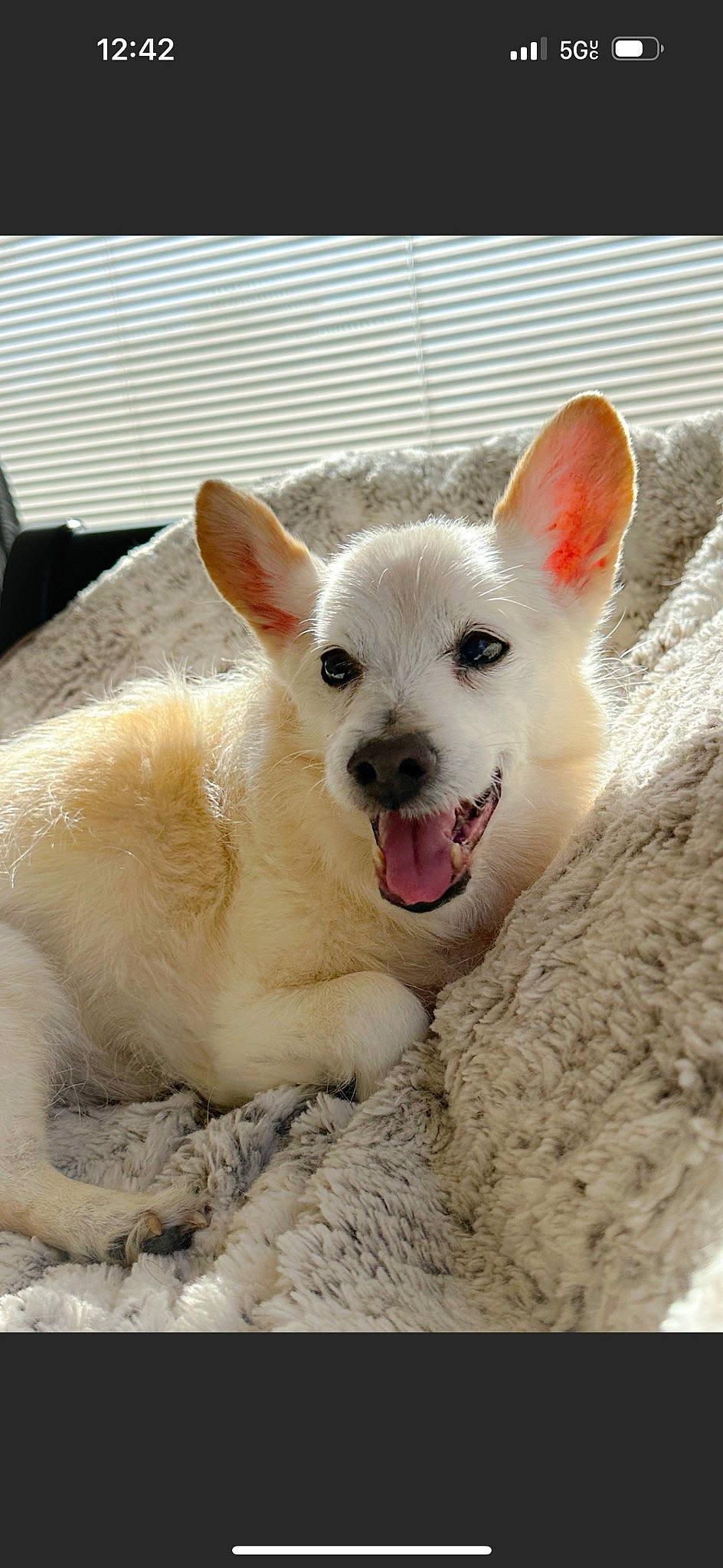 R J is registered to the contest to win money with this photo: canidae, carnivore, companion_dog, dog, dog_breed, fawn, fur, non_sporting_group, paw, puppy, snout, sporting_group, tail, terrestrial_animal, whiskers, working_animal