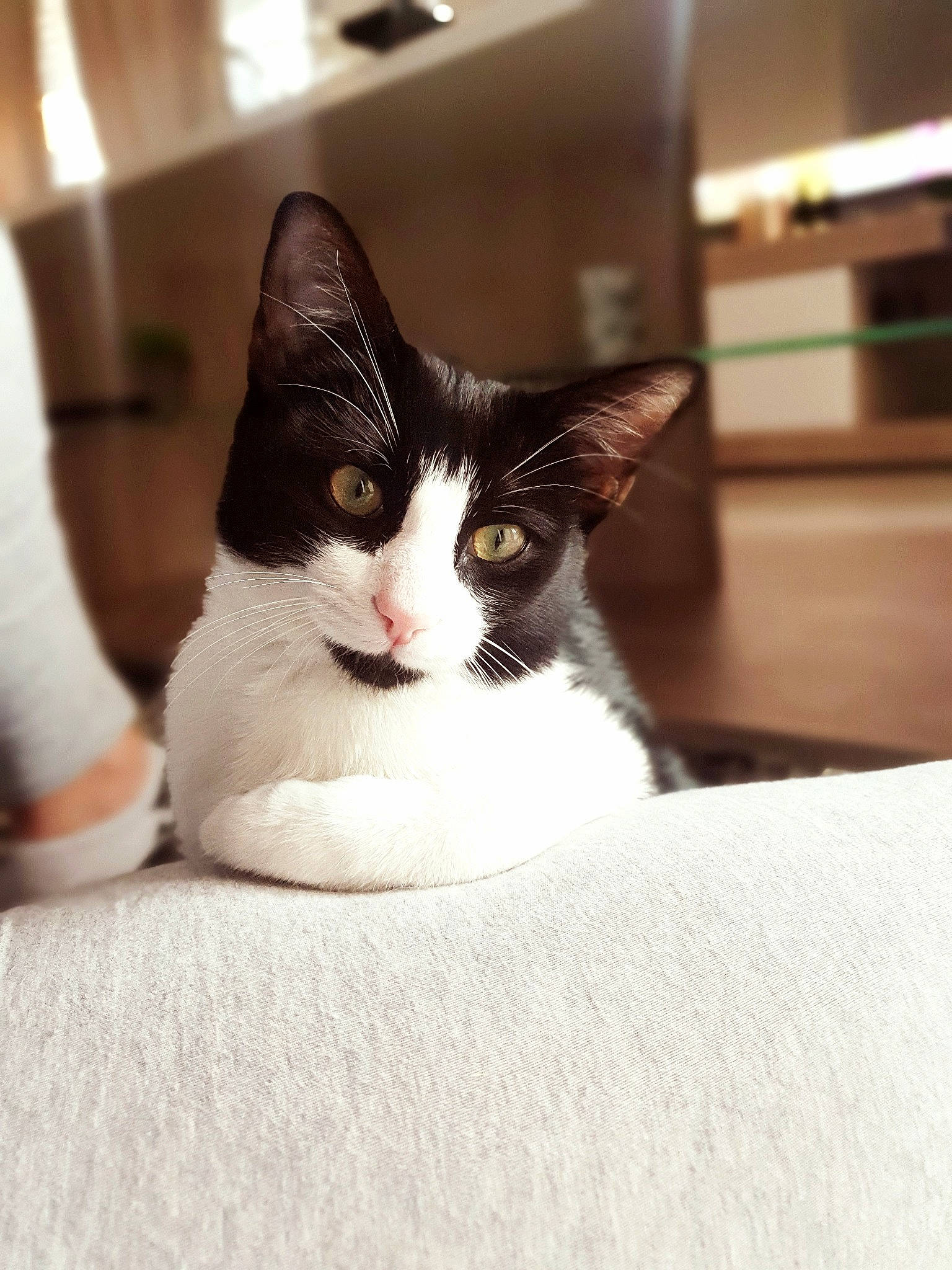 Chipo a rejoint le concours — aidez-le/la à gagner de superbes lots ! aegean_cat, black_and_white, carnivore, cat, domestic_short_haired_cat, ear, european_shorthair, eye, felidae, fur, kitten, leg, polydactyl_cat, skin, small_to_medium_sized_cats, snout, whiskers