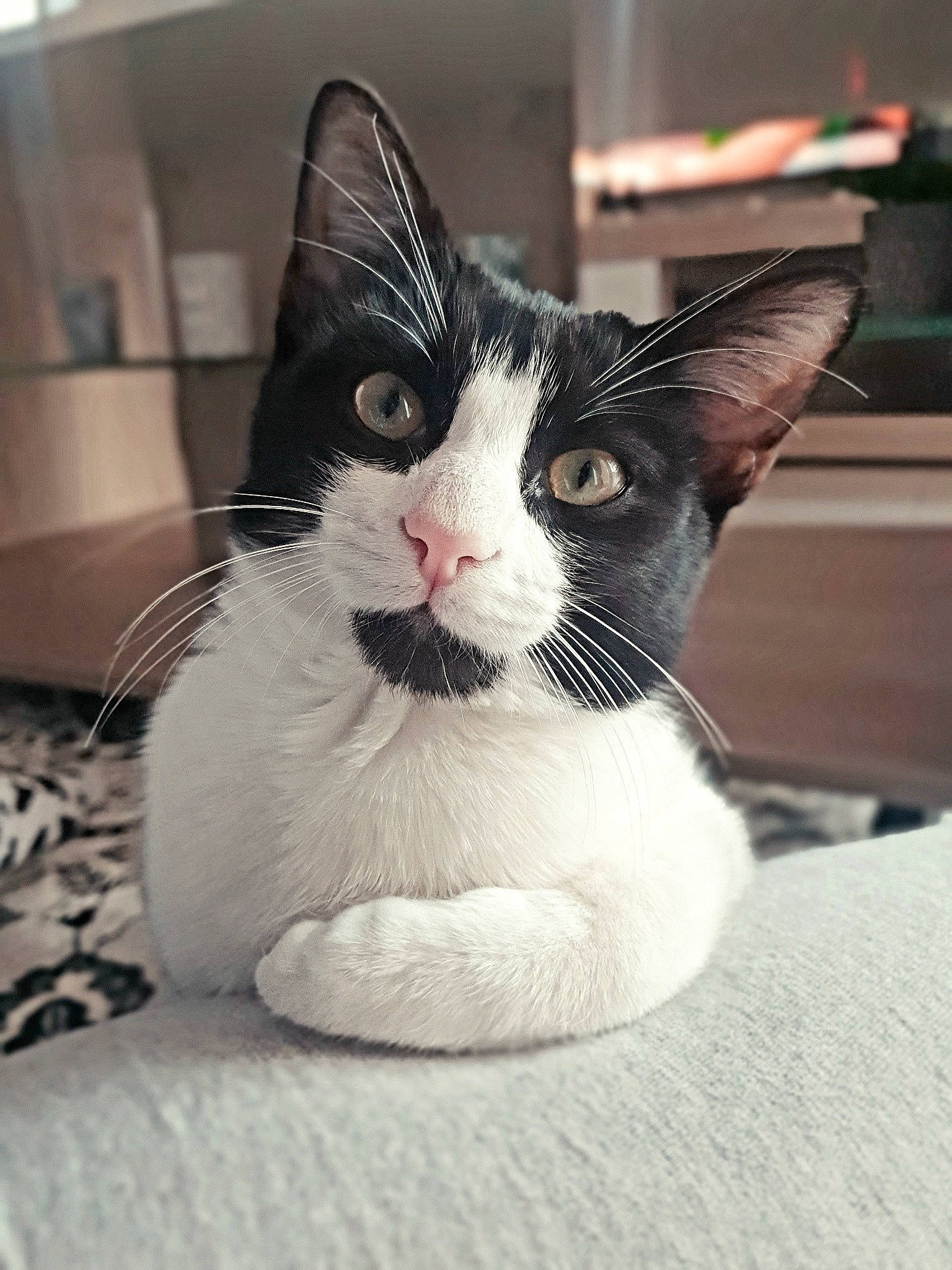 Chipo a rejoint le concours — aidez-le/la à gagner de superbes lots ! aegean_cat, american_wirehair, black_and_white, carnivore, cat, domestic_short_haired_cat, ear, european_shorthair, eye, felidae, japanese_bobtail, kitten, nose, small_to_medium_sized_cats, snout, whiskers