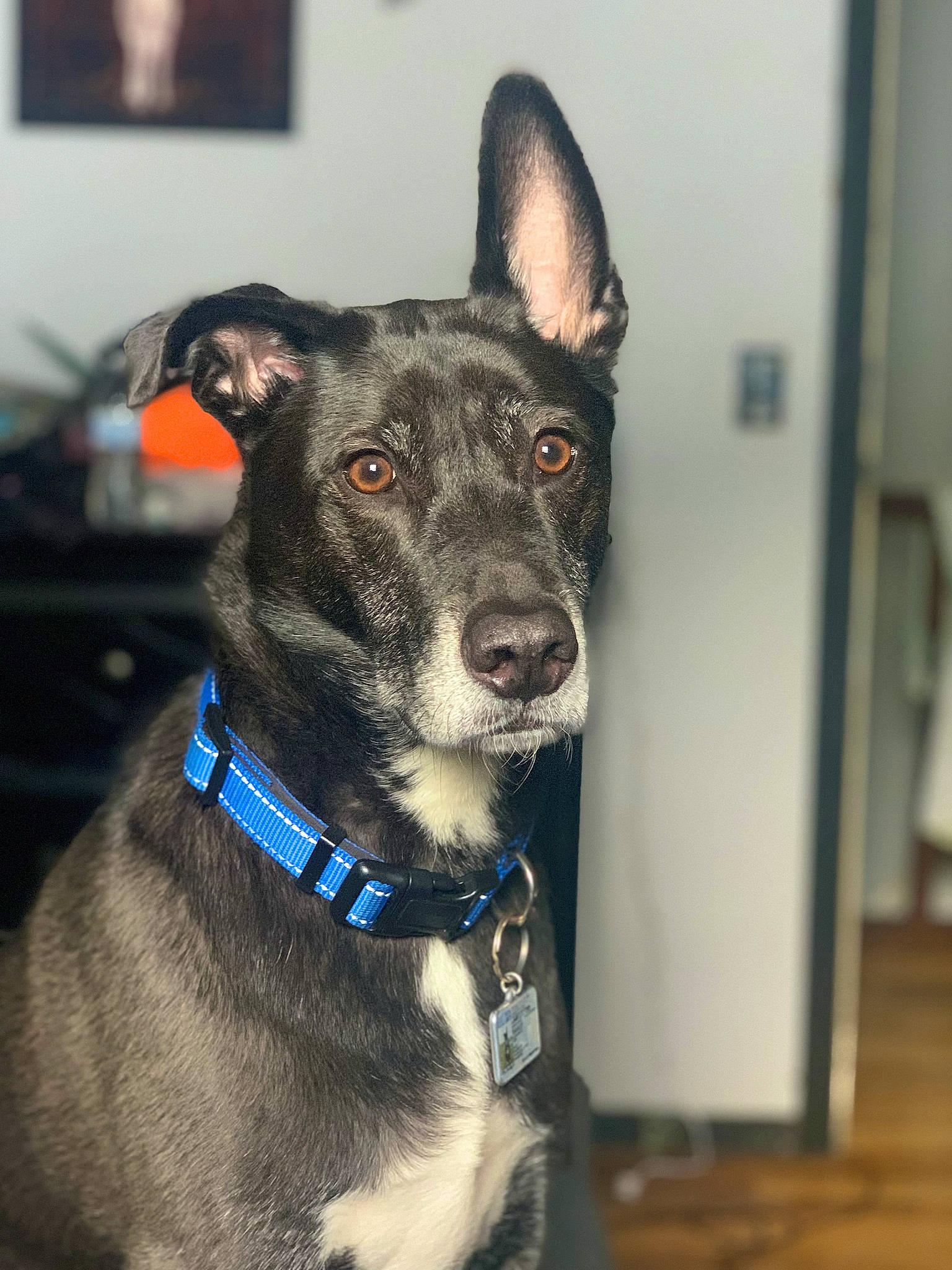 Barkley joined the competition — help win amazing prizes! canidae, carnivore, collar, companion_dog, dog, dog_breed, dog_collar, dog_supply, electric_blue, fashion_accessory, hardwood, non_sporting_group, pet_supply, snout, sporting_group, terrestrial_animal, whiskers, wood, working_animal, working_dog