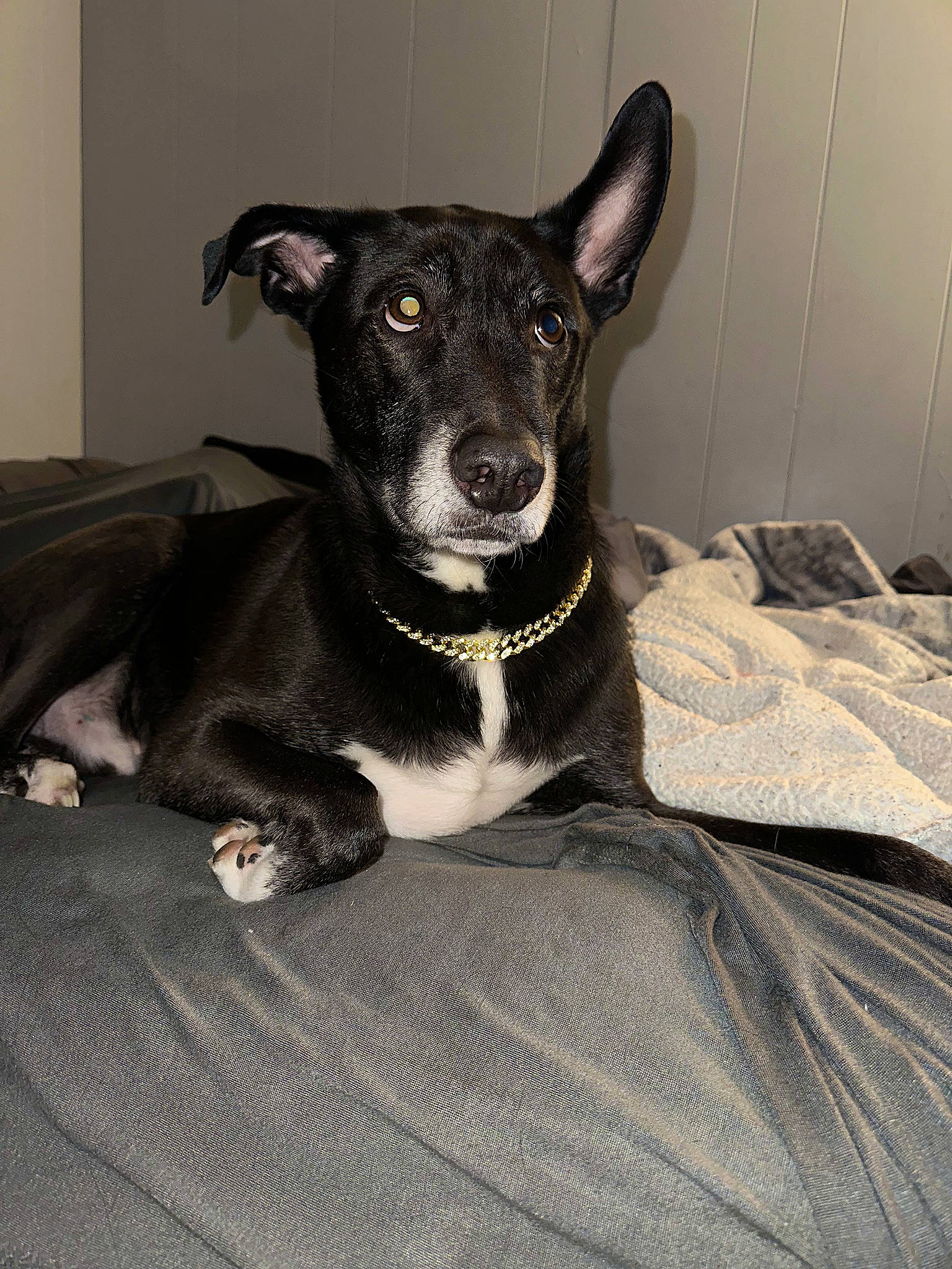 Barkley is registered to the contest to win money with this photo: borador, canidae, carnivore, collar, comfort, companion_dog, dog, dog_breed, dog_collar, fawn, fur, grey, guard_dog, paw, snout, sporting_group, terrestrial_animal, toy_dog, whiskers, working_animal