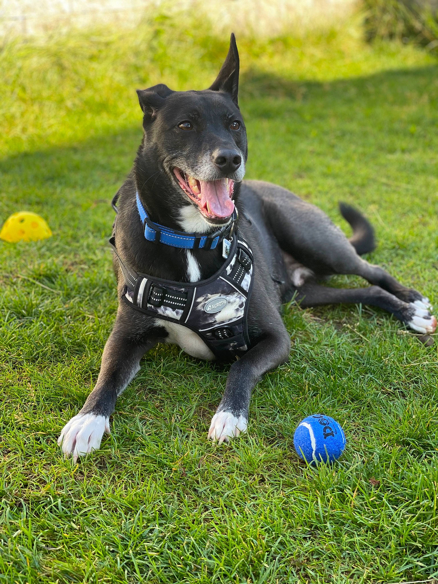 Barkley joined the competition — help win amazing prizes! ball, canidae, carnivore, companion_dog, dog, dog_breed, dog_sports, dog_supply, grass, lawn, personal_protective_equipment, plant, recreation, snout, sporting_group, sports_equipment, tail, tree, whiskers, working_animal