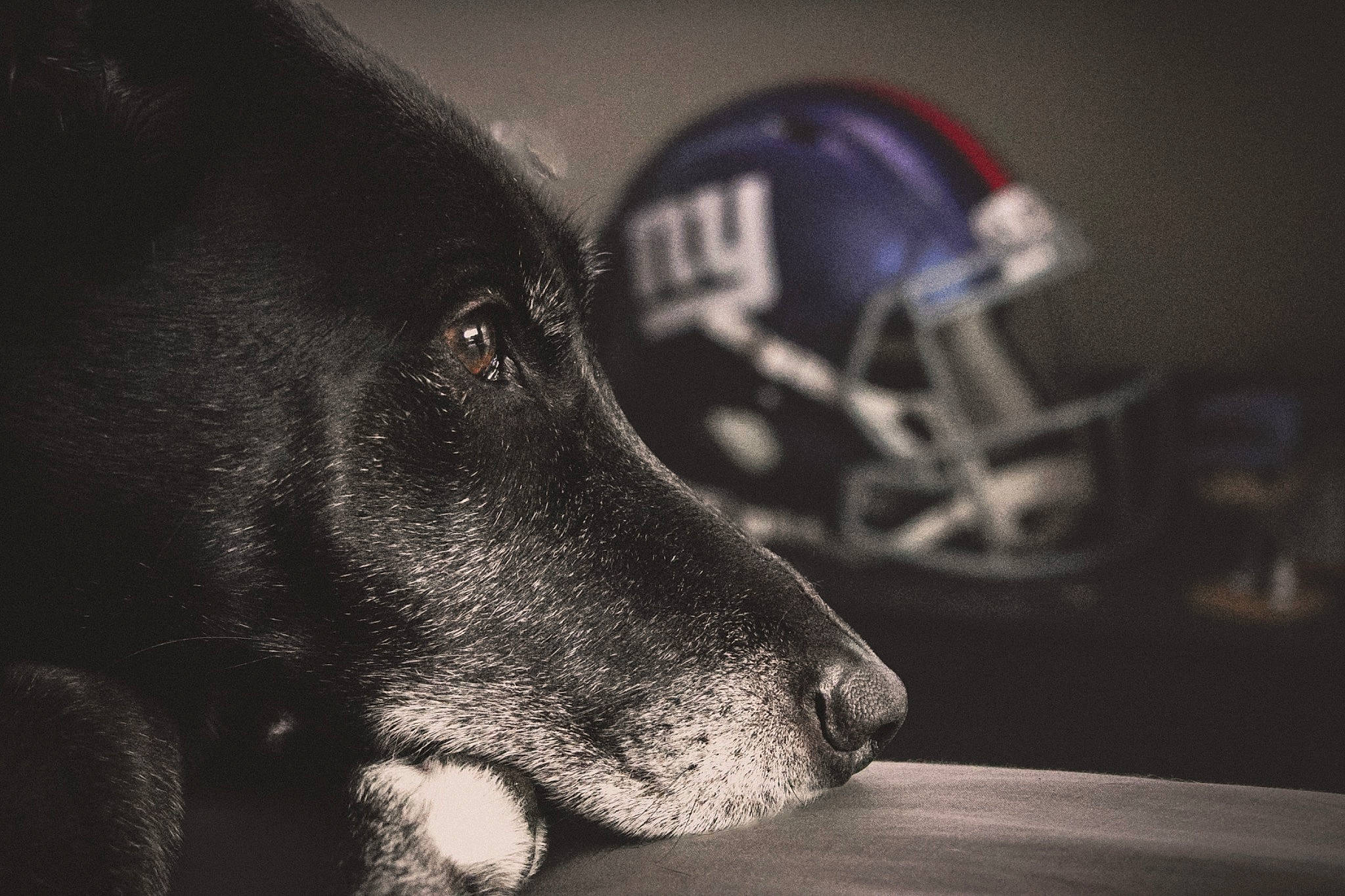 Barkley is registered to the contest to win money with this photo: baseball_cap, cap, carmine, carnivore, companion_dog, darkness, dog, dog_breed, electric_blue, fashion_accessory, flash_photography, font, fur, helmet, personal_protective_equipment, sporting_group, sports_equipment, sports_gear, whiskers, working_animal