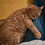 Mimi participe au concours pour gagner de l'argent avec cette photo : cat, orange_tabby, sleeping, cozy, lap, fur, whiskers, paw, denim, jeans, blanket, yellow, resting, pet, feline, indoors, comfort, relaxation, closeup, nap