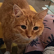 Mimi a rejoint le concours — aidez-le/la à gagner de superbes lots ! cat, ginger_cat, pet, whiskers, curious, indoor, feline, close_up, animal, fur, ears, eyes, home, floor, blanket, pattern, soft, cozy, looking, domestic_cat