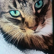 Mister Meowser is registered to the contest to win money with this photo: animal, cat, close_up, cozy, cute, domestic_cat, feline, fluffy_blanket, fur, green_eyes, indoor, mammal, pet, portrait, relaxed, resting, sleepy, soft_texture, tabby_cat, whiskers