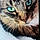 Mister Meowser