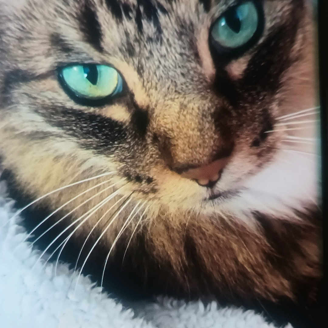 Mister Meowser is registered to the contest to win money with this photo: animal, cat, close_up, cozy, cute, domestic_cat, feline, fluffy_blanket, fur, green_eyes, indoor, mammal, pet, portrait, relaxed, resting, sleepy, soft_texture, tabby_cat, whiskers