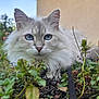 cat, blue_eyes, fluffy_fur, outdoor, garden, plants, greenery, twigs, house_wall, sky, pet, animal, nature, close_up, feline, whiskers, ears, nose, relaxing, curious