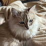 cat, fluffy, blue_eyes, pet, indoor, blanket, beige, cozy, fur, animal, cute, resting, soft, domestic_cat, feline, relaxed, whiskers, tail, close_up, portrait